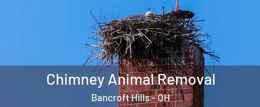 Chimney Animal Removal Bancroft Hills - OH