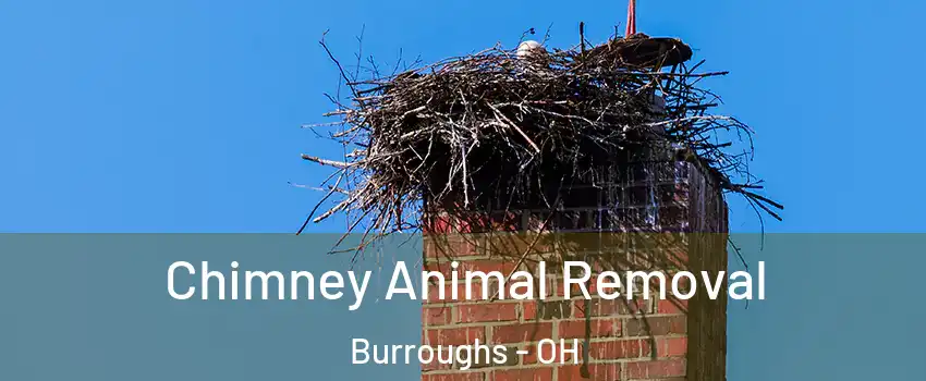 Chimney Animal Removal Burroughs - OH
