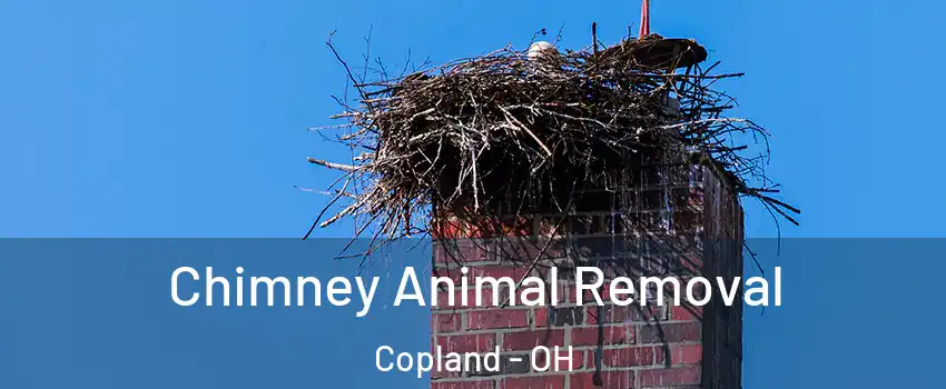 Chimney Animal Removal Copland - OH