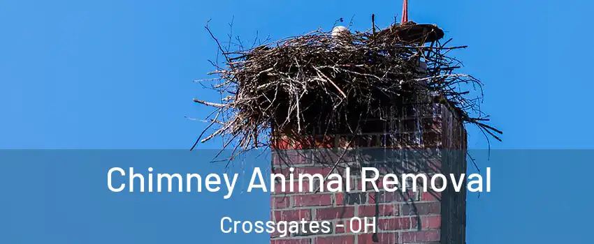 Chimney Animal Removal Crossgates - OH
