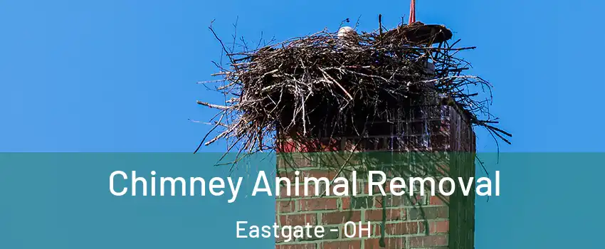 Chimney Animal Removal Eastgate - OH