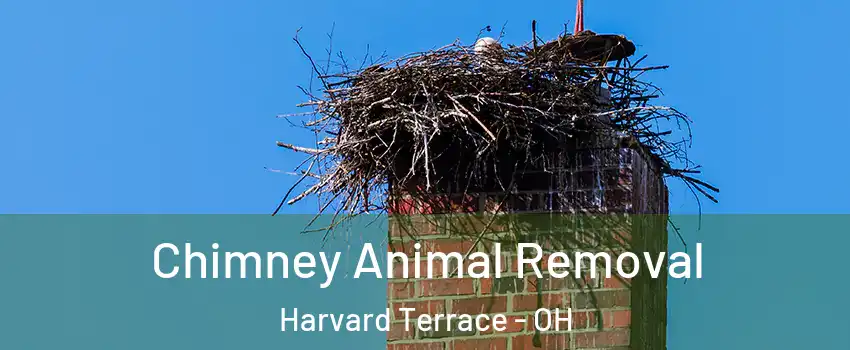 Chimney Animal Removal Harvard Terrace - OH