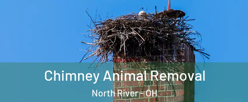 Chimney Animal Removal North River - OH