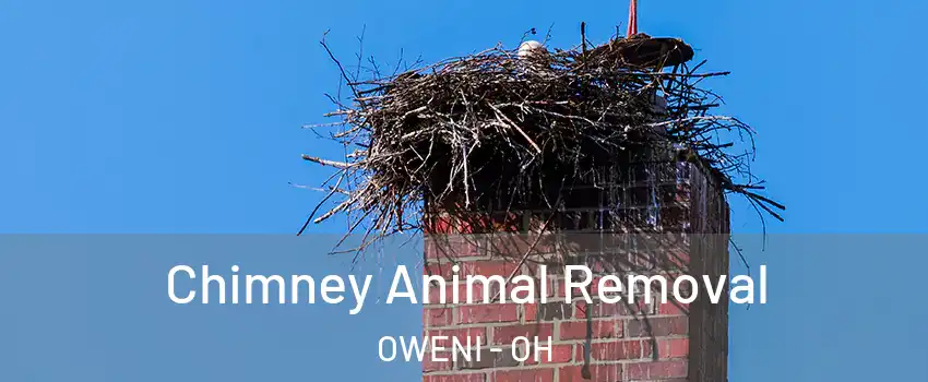 Chimney Animal Removal OWENI - OH