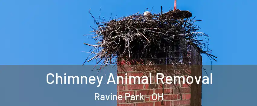 Chimney Animal Removal Ravine Park - OH