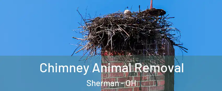 Chimney Animal Removal Sherman - OH