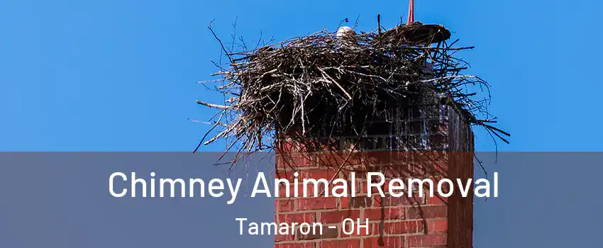Chimney Animal Removal Tamaron - OH