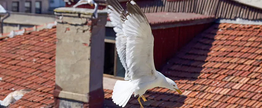 Residential Chimney Animal Removal Solution in OWENI, OH